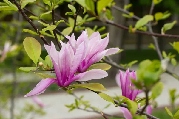 Blommande Magnolia Tulip Tree. — Stockfoto
