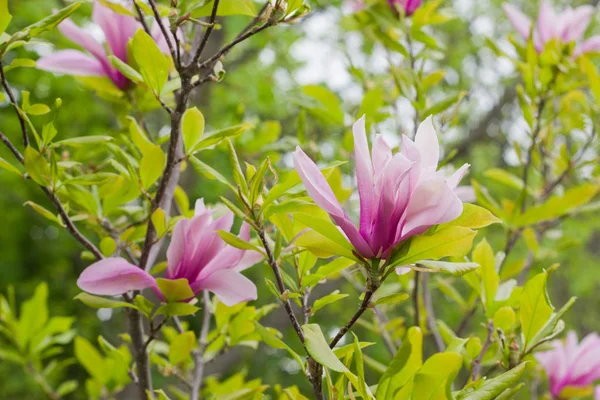 Blommande Magnolia Tulip Tree. — Stockfoto