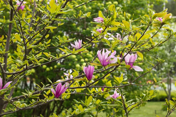 Flor Magnolia Tulipán . — Foto de Stock