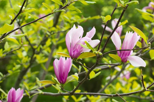 Blommande Magnolia Tulip Tree. — Stockfoto