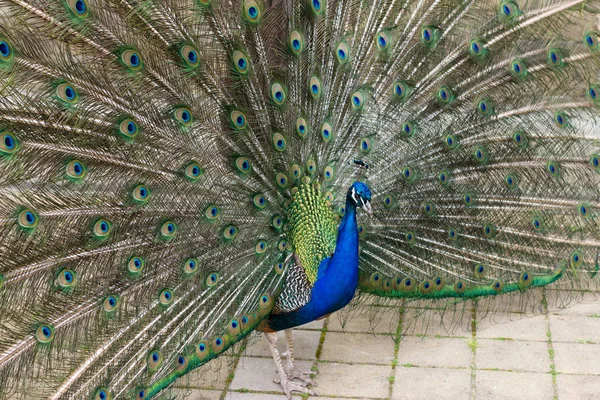 Beautiful green peacock walking in the park