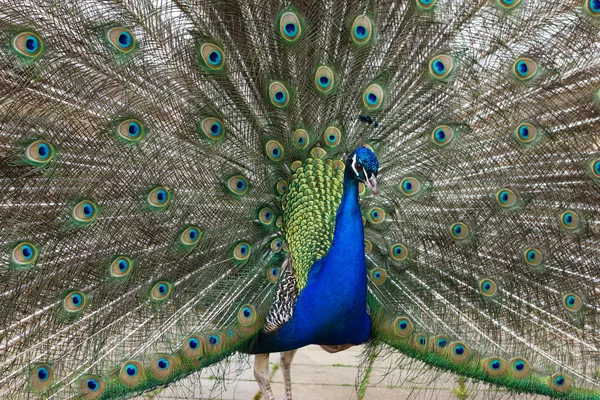 Vacker grön påfågel promenader i parken — Stockfoto