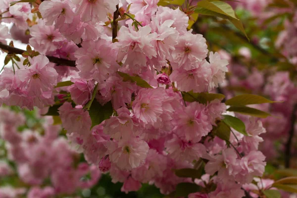 Blommande persikoträd grenar. — Stockfoto