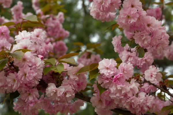 Blommande persikoträd grenar. — Stockfoto