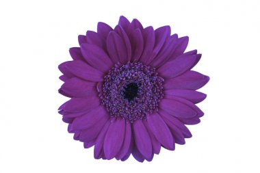 Çiçek-Gerbera izole