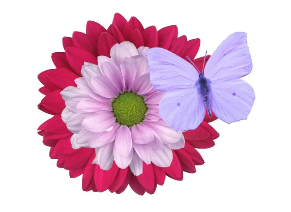 Çiçek-Gerbera izole — Stok fotoğraf