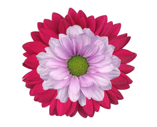 Flor-Gerbera aislada —  Fotos de Stock