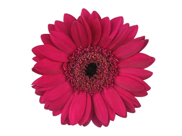 Çiçek-Gerbera izole — Stok fotoğraf