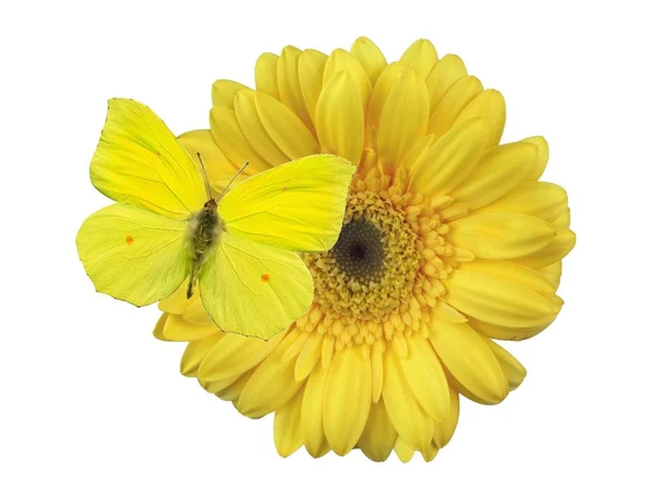 Çiçek-Gerbera izole — Stok fotoğraf