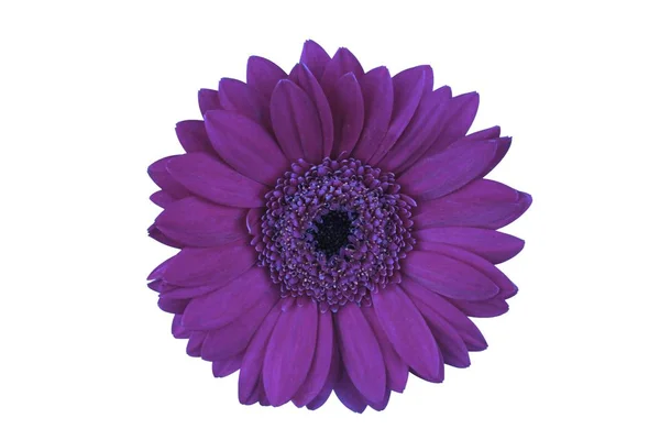 Blume-Gerbera isoliert — Stockfoto