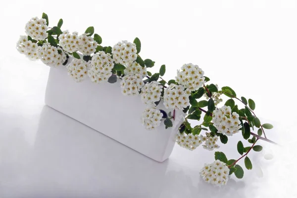 Blommor på vit bakgrund — Stockfoto
