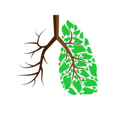 Akciğerler üzerinde beyaz izole