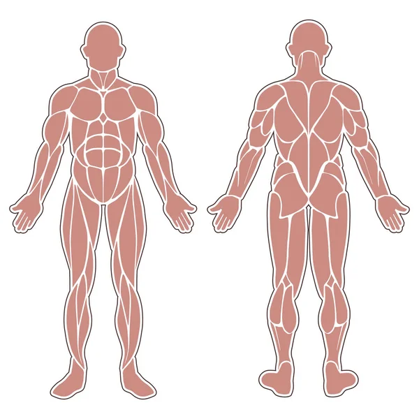 Мышцы человеческого тела — стоковый вектор