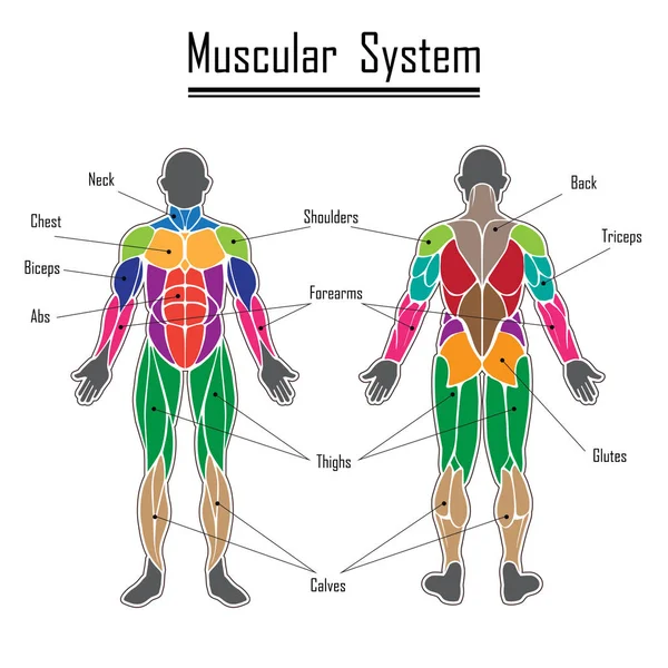 The human muscular system — Stock Vector © elenabs #104388786
