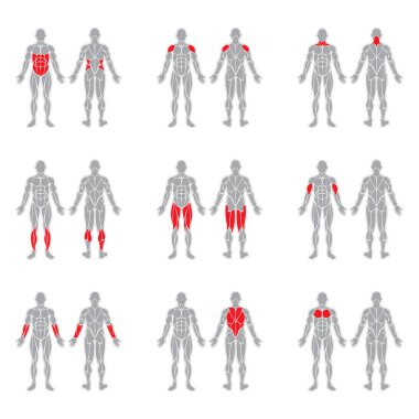 Human body muscles clipart