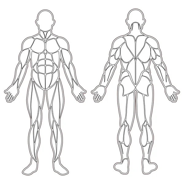 人間の体の筋肉のシルエット — ストックベクタ