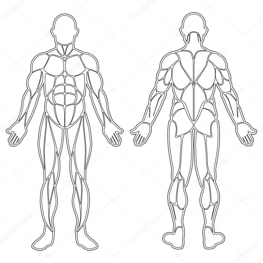 todos os grupos musculares do corpo humano todos os grupos musculares do corpo humano