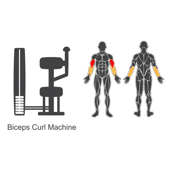 Gym biceps curl machine — Stock Vector