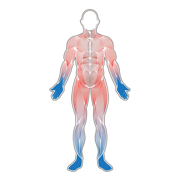 Muscoli umani freddo — Vettoriale Stock
