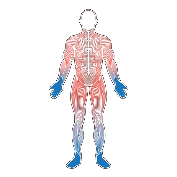 Мышцы человека холодные — стоковый вектор