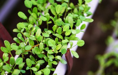 Ev bahçesinde filizlenen küçük bitkilerin kapatılması