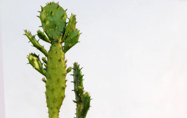 Primer Plano Una Planta Cactus — Foto de Stock