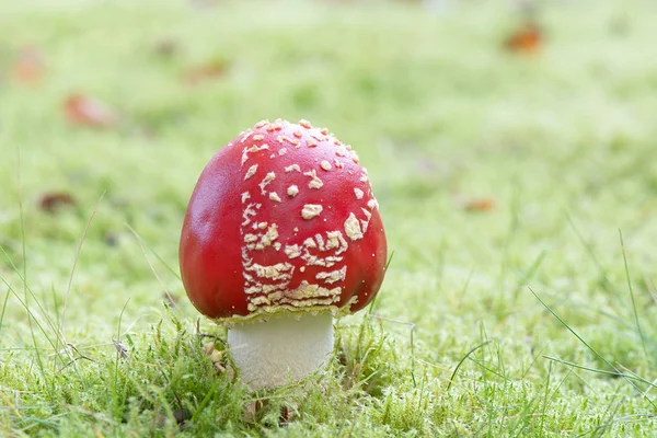 Mezzo stipe amanita muscaria Immagini Stock Royalty Free