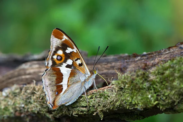 Papillon empereur pourpre sur une branche — Photo