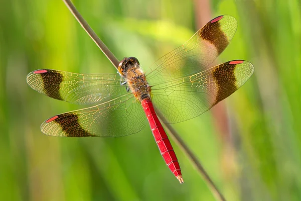 En Sympetrum pedemontanum Bandad ängstrollslända dragonfly — Stockfoto