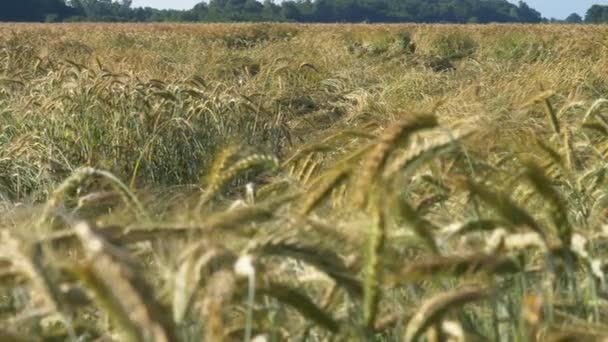Triticale field, hybrid of wheat and rye — Stock Video