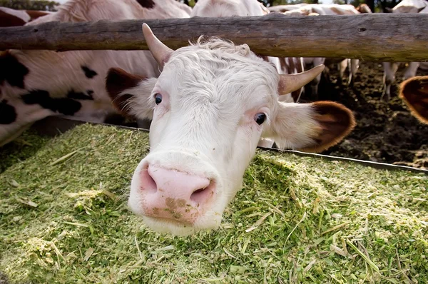 Смішна корова дивиться на камеру — стокове фото