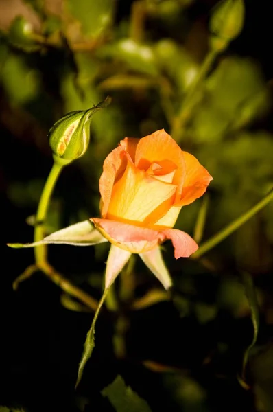 Orange rose i trädgården — Stockfoto