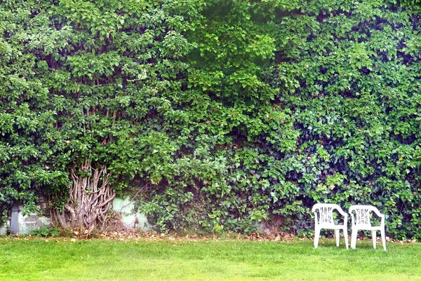 Büyük Ivy. İki beyaz sandalye — Stok fotoğraf