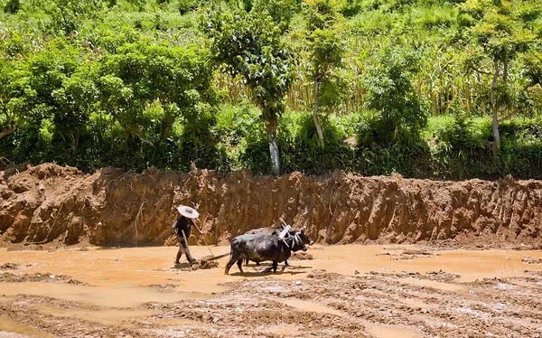 The farmer plowing a paddy field with buffalo.