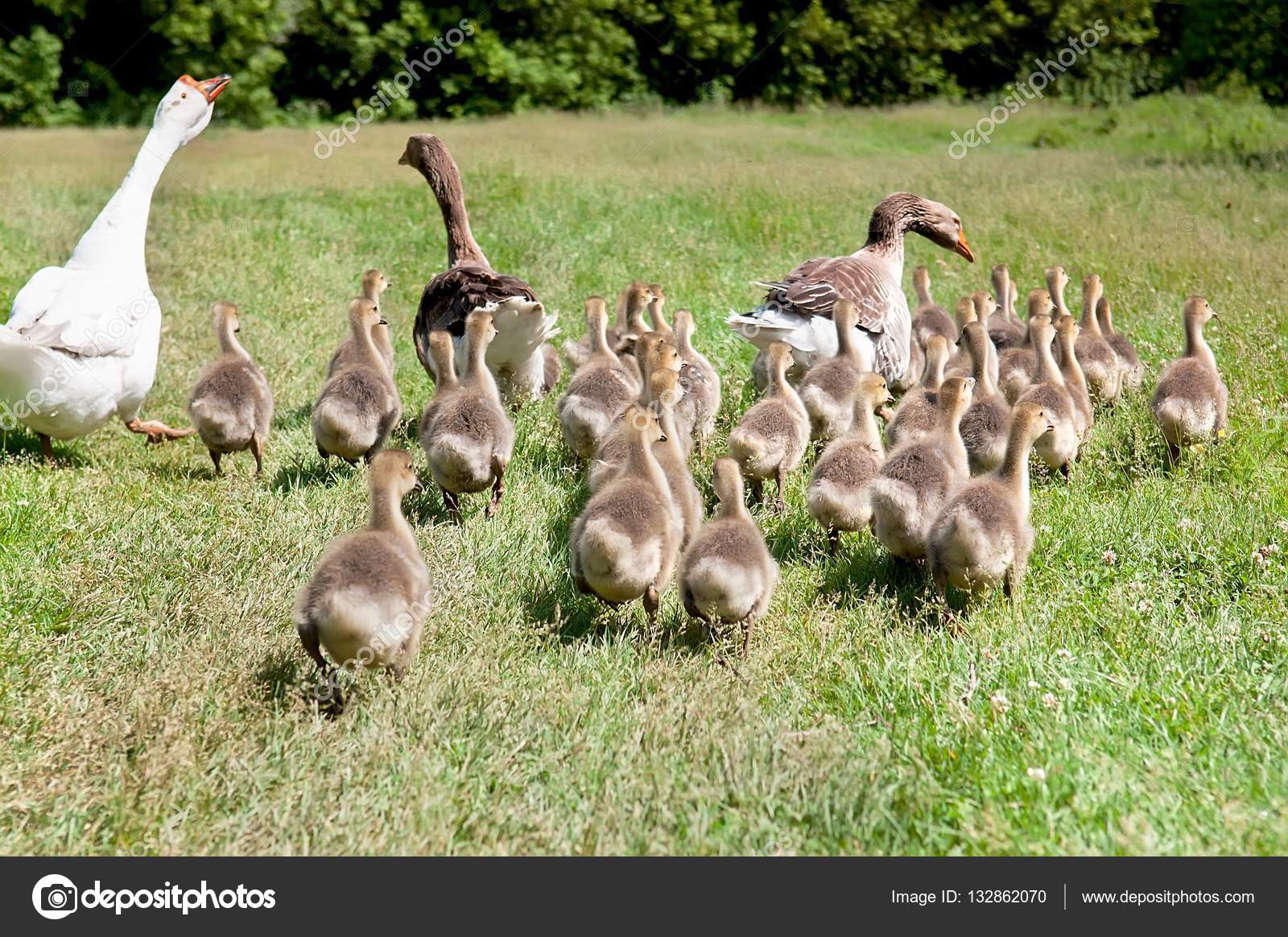 White goose and two mallard ducks with clutch of ducklings. — Stock Photo © Alisa24 132862070