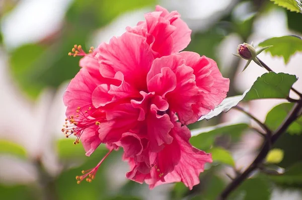 Ιβίσκος λουλούδι, ροζ λουλούδι ιβίσκου ανθισμένα — Φωτογραφία Αρχείου