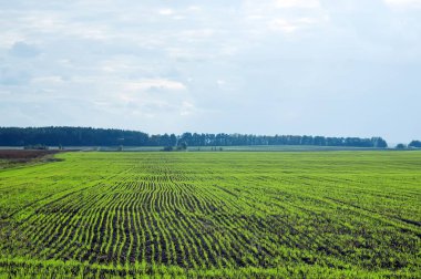 Buğday çiftçiler alan genç lahanası