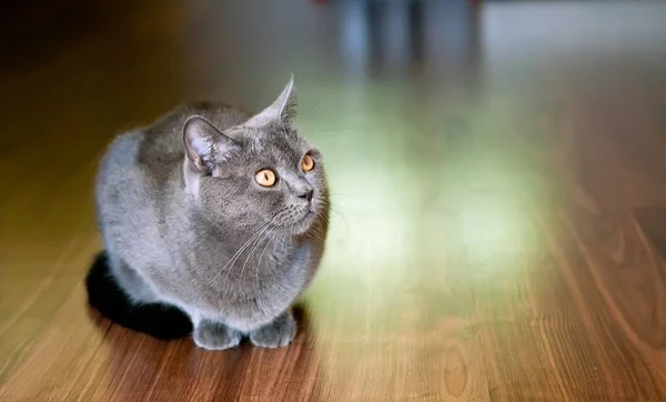 Closeup of grey British shorthair cat. — Stock Photo, Image