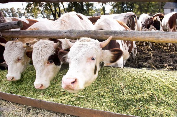 The dairy cows eat silage in a farm.