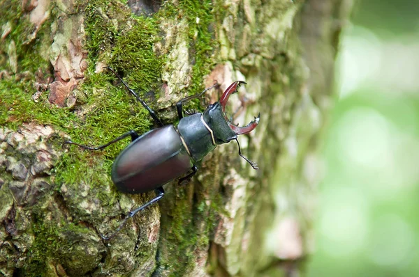 Stag beetle ağaç kabuğu üzerinde oturan