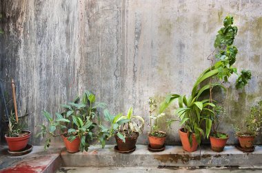 Duvar üzerinde kahverengi bir tencere içinde yeşil bitkiler.
