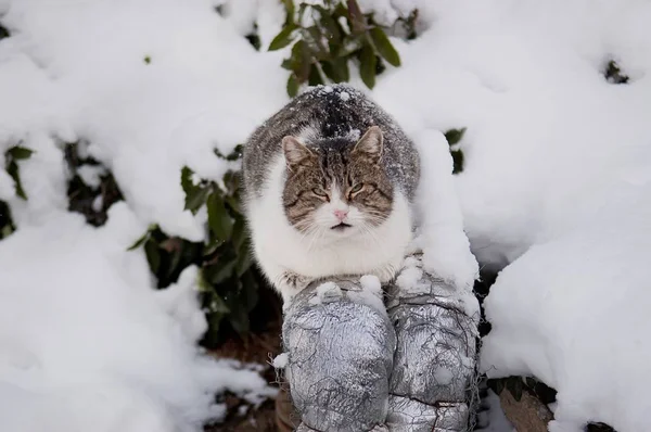 Бродячий кот сидит на трубе — стоковое фото