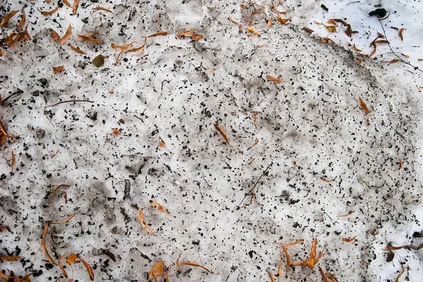 Kirli kar ve yaprakları