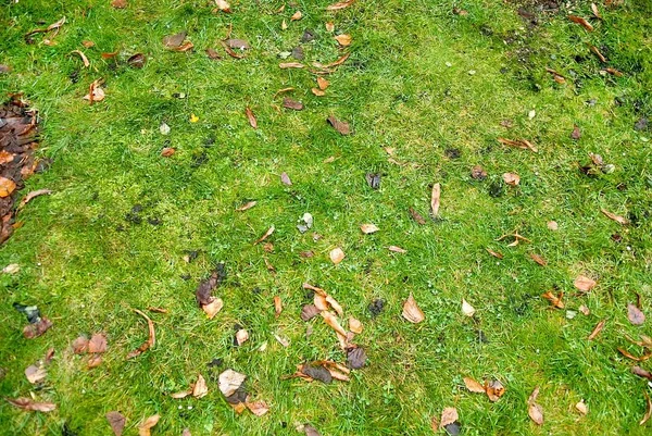 Осенние листья на зеленой траве — стоковое фото