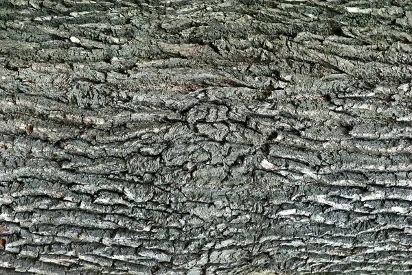 树的树皮 — 图库照片