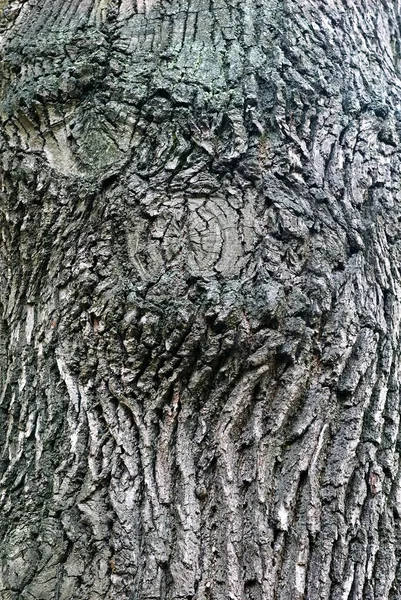 树的树皮 — 图库照片