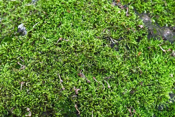 Green moss background — Stock Photo, Image