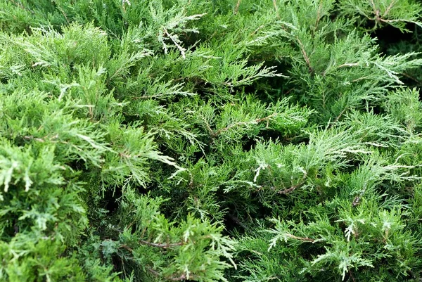 Creeping juniper in the garden — Stock Photo, Image