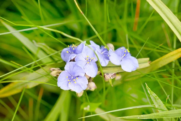 Kék virágok Tradescantia virginiana — Stock Fotó