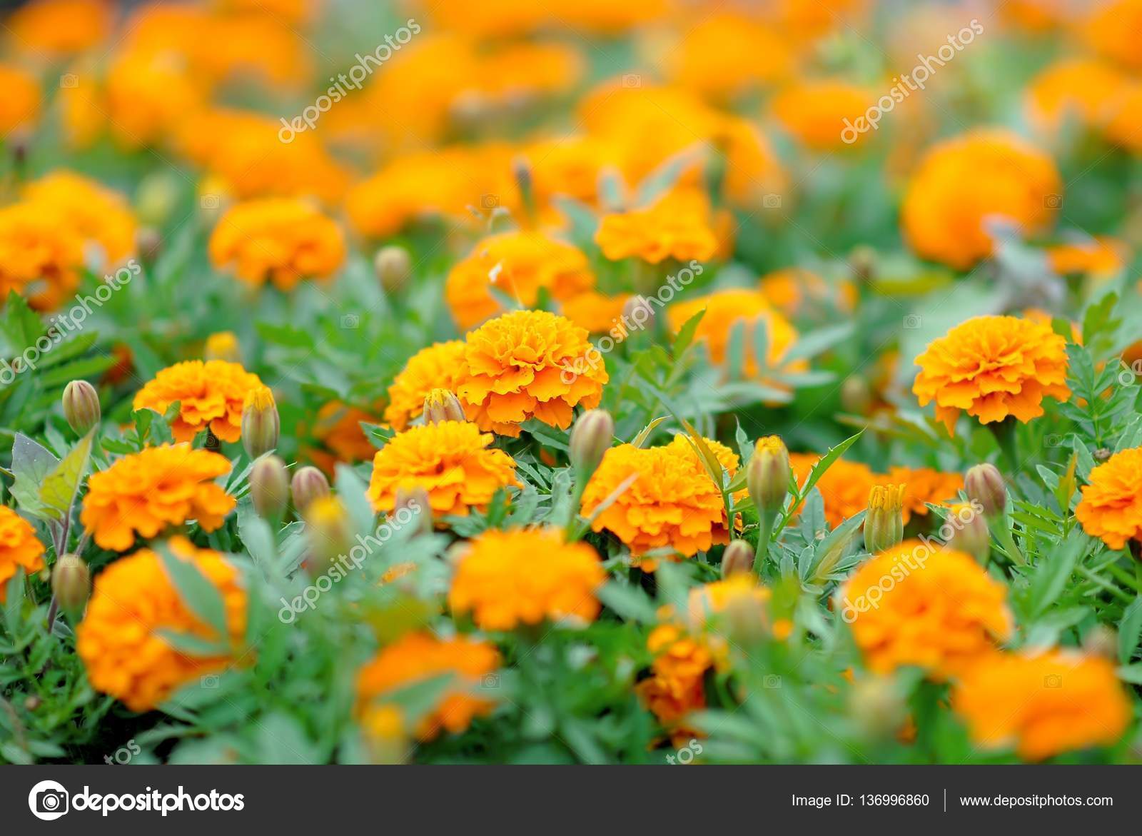 Marigolds Flowers In The Meadow Stock Photo Image By C Alisa24 136996860